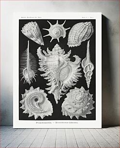 Πίνακας, Prosobranchia–Dorderkiemen Schnecken from Kunstformen der Natur (1904) by Ernst Haeckel