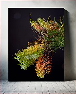 Πίνακας, Protea Flowers on Dark Background Λουλούδια Protea σε σκούρο φόντο