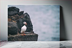 Πίνακας, Puffin on a Rock Puffin σε έναν βράχο