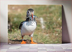 Πίνακας, Puffin with Fish Puffin με ψάρι