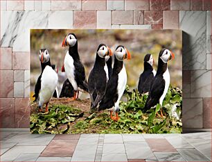 Πίνακας, Puffins on a Coastal Cliff Puffins σε έναν παράκτιο βράχο