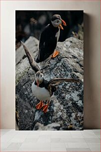 Πίνακας, Puffins on Rocky Cliff Puffins στο Rocky Cliff