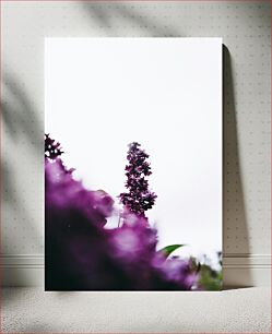 Πίνακας, Purple Blossoms on a White Background Μωβ άνθη σε λευκό φόντο