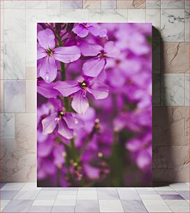 Πίνακας, Purple Flowers in Bloom Μωβ λουλούδια σε άνθιση