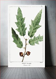 Πίνακας, Quercus Heterophilla or Bartram's Oak pl. 16 (1819) from The North American Sylva by François André Michaux. Ori