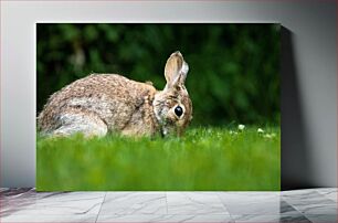 Πίνακας, Rabbit in the Grass Κουνέλι στο γρασίδι