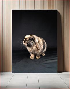 Πίνακας, Rabbit on Black Background Κουνέλι σε μαύρο φόντο