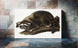 Πίνακας, Raccoon (Procyon lotor) from the viviparous quadrupeds of North America (1845) illustrated by John Woodhouse Audubon (1812-1862)