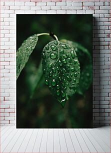 Πίνακας, Raindrops on a Leaf Σταγόνες βροχής σε ένα φύλλο