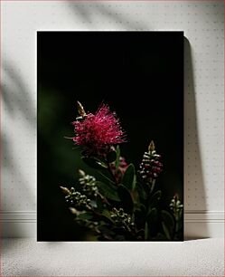 Πίνακας, Raindrops on Bottlebrush Flower Σταγόνες βροχής στο Bottlebrush Flower