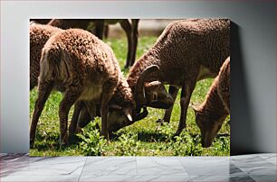 Πίνακας, Rams Butting Heads in the Field Κριοί που χτυπούν τα κεφάλια στο χωράφι