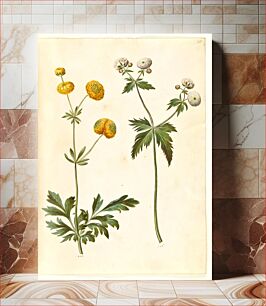 Πίνακας, Ranunculus acris (gold button buttercup);Ranunculus aconitifolius (silver button buttercup) by Maria Sibylla Merian