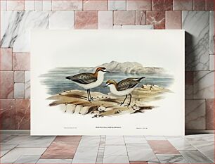 Πίνακας, Red-capped Dottrel (Hiaticula ruficapilla) illustrated by Elizabeth Gould (1804–1841) for John Gould’s (1804-1881