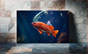 Πίνακας, Red Fish in Aquarium Κόκκινο Ψάρι στο Ενυδρείο