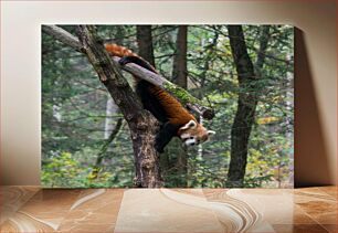 Πίνακας, Red Panda in Forest Κόκκινο Πάντα στο Δάσος