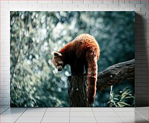 Πίνακας, Red Panda on a Tree Κόκκινο Panda σε ένα δέντρο