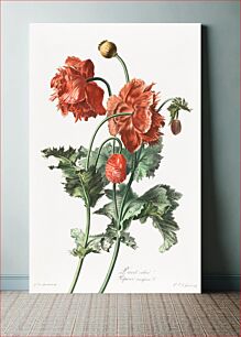 Πίνακας, Red poppies (1800) vintage prints by Gerard van Spaendonck