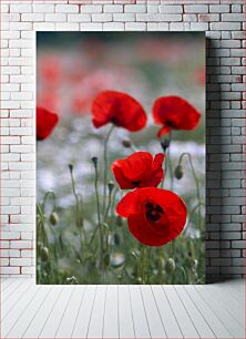 Πίνακας, Red Poppies in Bloom Κόκκινες παπαρούνες σε άνθιση