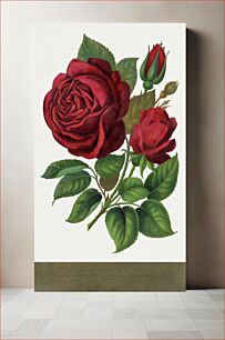 Πίνακας, Red rose, Prince Camille De Rohan lithograph