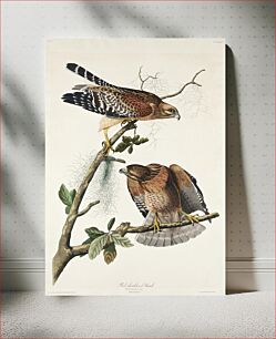 Πίνακας, Red-shouldered Hawk from Birds of America (1827) by John James Audubon, etched by William Home Lizars