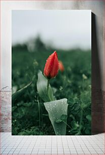 Πίνακας, Red Tulip in Dew Κόκκινη τουλίπα στη Δροσιά