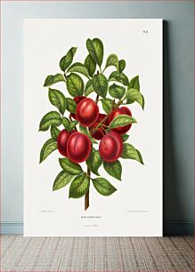 Πίνακας, Reine Claude Violet (Plum) chromolithograph plates by Abraham Jacobus Wendel