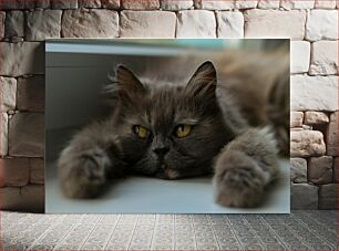 Πίνακας, Relaxed Cat by the Window Χαλαρή γάτα δίπλα στο παράθυρο