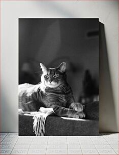 Πίνακας, Relaxed Cat in Black and White Χαλαρή γάτα σε ασπρόμαυρο