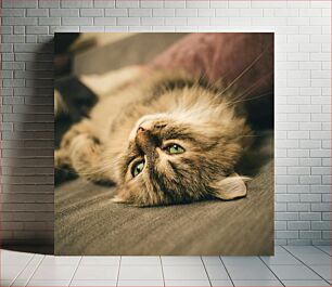 Πίνακας, Relaxed Cat with Green Eyes Χαλαρή γάτα με πράσινα μάτια