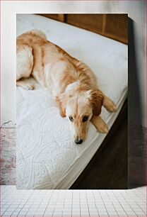 Πίνακας, Relaxed Dog on Bed Χαλαρός σκύλος στο κρεβάτι