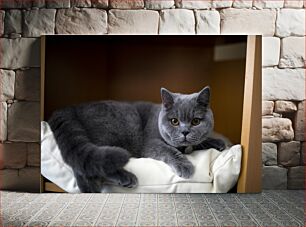 Πίνακας, Relaxed Grey Cat Χαλαρή Γκρίζα Γάτα