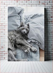 Πίνακας, Relaxed Grey Cat on Cushions Χαλαρή γκρίζα γάτα σε μαξιλάρια