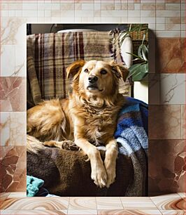 Πίνακας, Relaxing Dog on Blanket Χαλαρωτικό σκυλί σε κουβέρτα