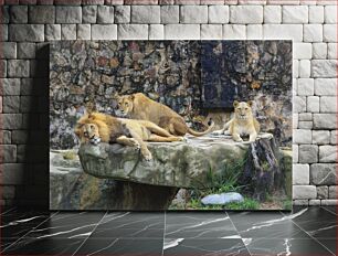 Πίνακας, Relaxing Lions Χαλαρωτικά Λιοντάρια