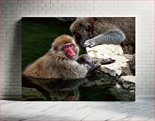 Πίνακας, Relaxing Monkeys Μαϊμούδες που χαλαρώνουν