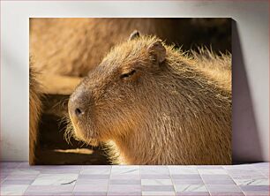 Πίνακας, Resting Capybara Close-up Κοντινό πλάνο σε ανάπαυση Capybara