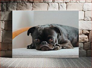 Πίνακας, Resting Dog on a Chair Σκύλος που αναπαύεται σε μια καρέκλα