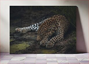 Πίνακας, Resting Leopard Αναπαυτική Λεοπάρδαλη