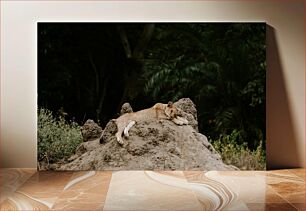 Πίνακας, Resting Lion on Rock Αναπαύεται Λιοντάρι στο Βράχο