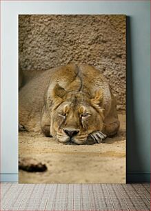 Πίνακας, Resting Lioness Αναπαυόμενη Λιονταρίνα