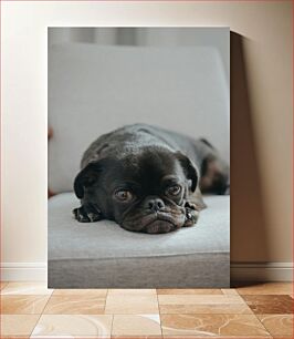 Πίνακας, Resting Pug on Couch Πατημασιά ανάπαυσης στον καναπέ