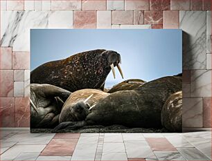 Πίνακας, Resting Walruses on Shore Αναπαύονται θαλάσσιοι ίπποι στην ακτή