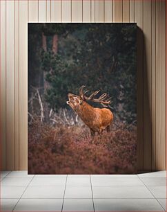 Πίνακας, Roaring Stag in the Wild Βρυχηθμό ελάφι στην άγρια ​​φύση