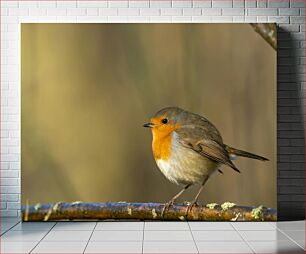 Πίνακας, Robin on Branch Robin on Branch