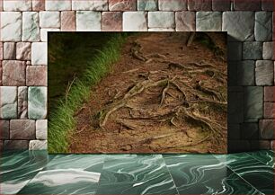 Πίνακας, Root-covered Pathway Μονοπάτι καλυμμένο με ρίζες