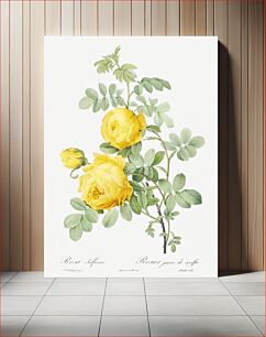 Πίνακας, Rosa hemisphaerica, also known as Yellow Rose of Sulfur (Rosa sulfurea) from Les Roses (1817–1824) by Pierre-Joseph Redouté