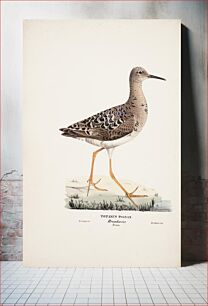 Πίνακας, Ruff, female, 1829, Magnus Von Wright