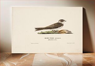 Πίνακας, Sand martin, 1828, Magnus von Wright