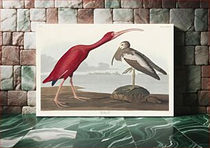 Πίνακας, Scarlet Ibis from Birds of America (1827) by John James Audubon (1785 - 1851 ), etched by Robert Havell (1793 - 1878)