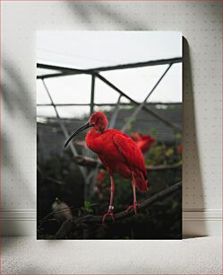 Πίνακας, Scarlet Ibis in Enclosure Scarlet Ibis σε περίβλημα